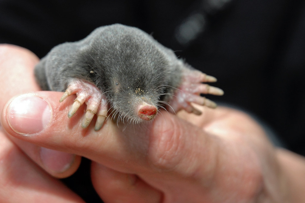 Pourquoi les taupes font elles des galeries ?