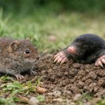 Rat taupier campagnol taille : différences avec la taupe et meilleures stratégies d’éradication par un spécialiste