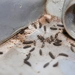 Excréments de rats : comment les identifier et s’en débarrasser efficacement