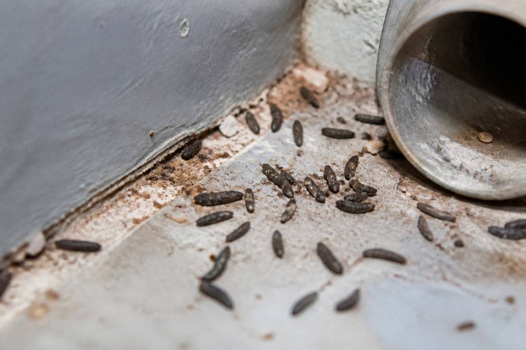 Excréments de rats : comment les identifier et s’en débarrasser efficacement