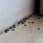 Crottes de rat ou souris : comment les reconnaître et agir rapidement