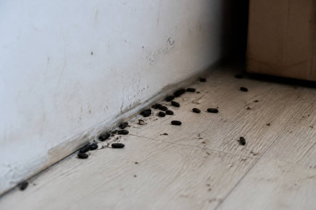 Crottes de rat ou souris : comment les reconnaître et agir rapidement