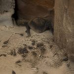 Crotte de souris : comment la reconnaître et protéger votre habitation