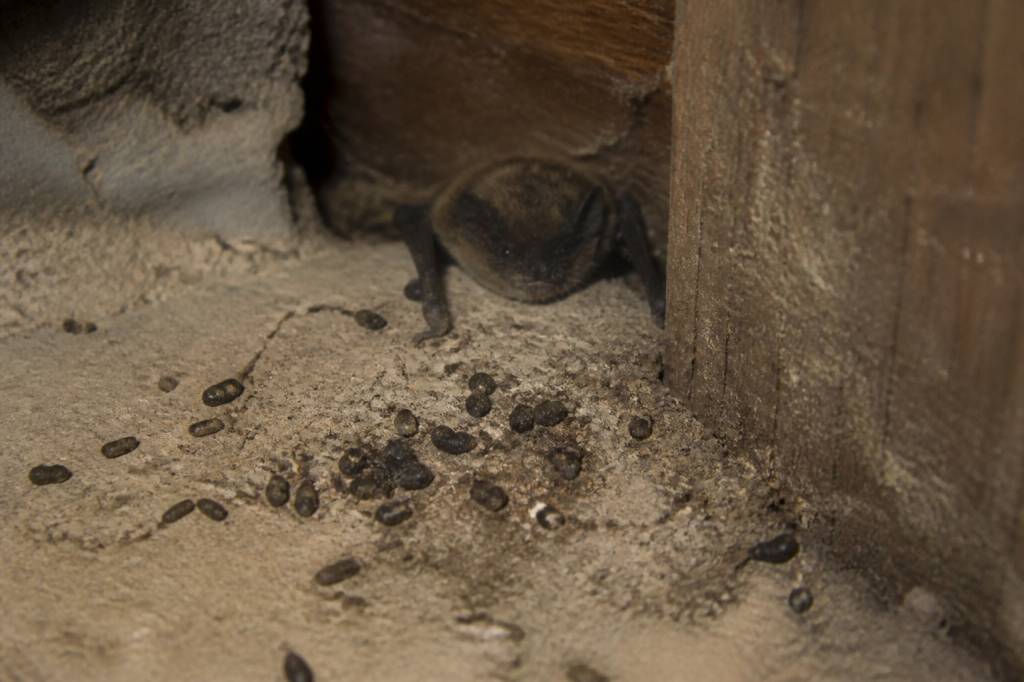 Crotte de souris : comment la reconnaître et protéger votre habitation