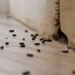 Caca souris : comment reconnaître les traces et agir efficacement