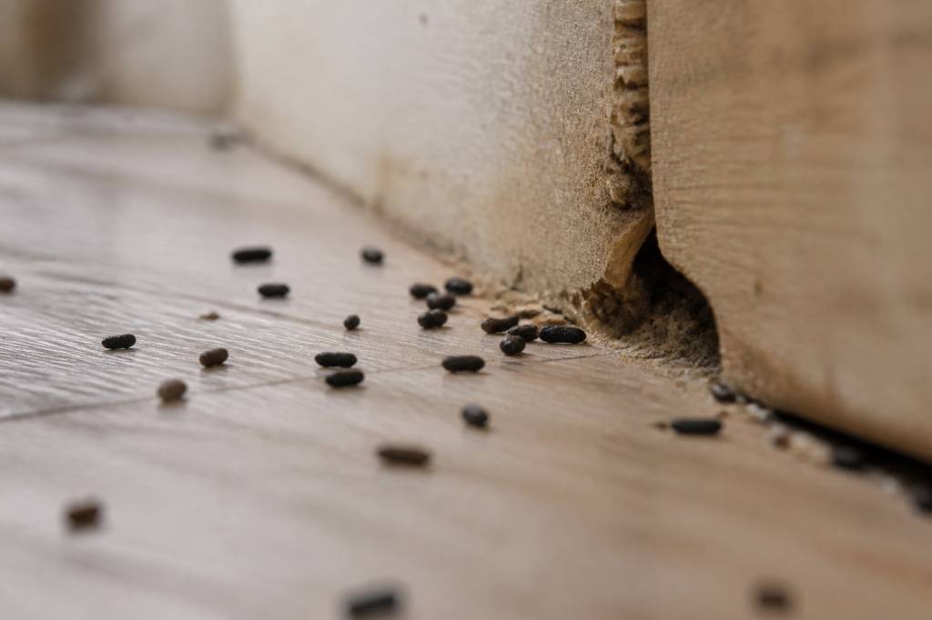 Caca souris : comment reconnaître les traces et agir efficacement
