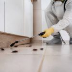 Blattes : solutions professionnelles pour éliminer les infestations dans le Rhône et à Lyon