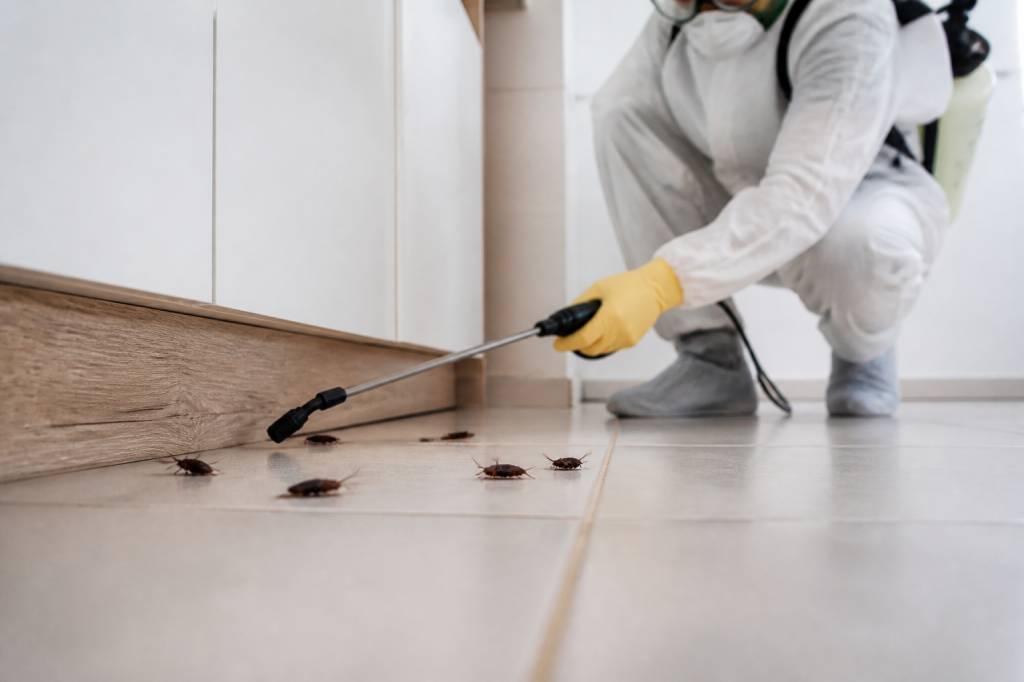 Blattes : solutions professionnelles pour éliminer les infestations dans le Rhône et à Lyon