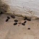 Identifier des crottes de rongeurs : comment reconnaître les signes d’une infestation