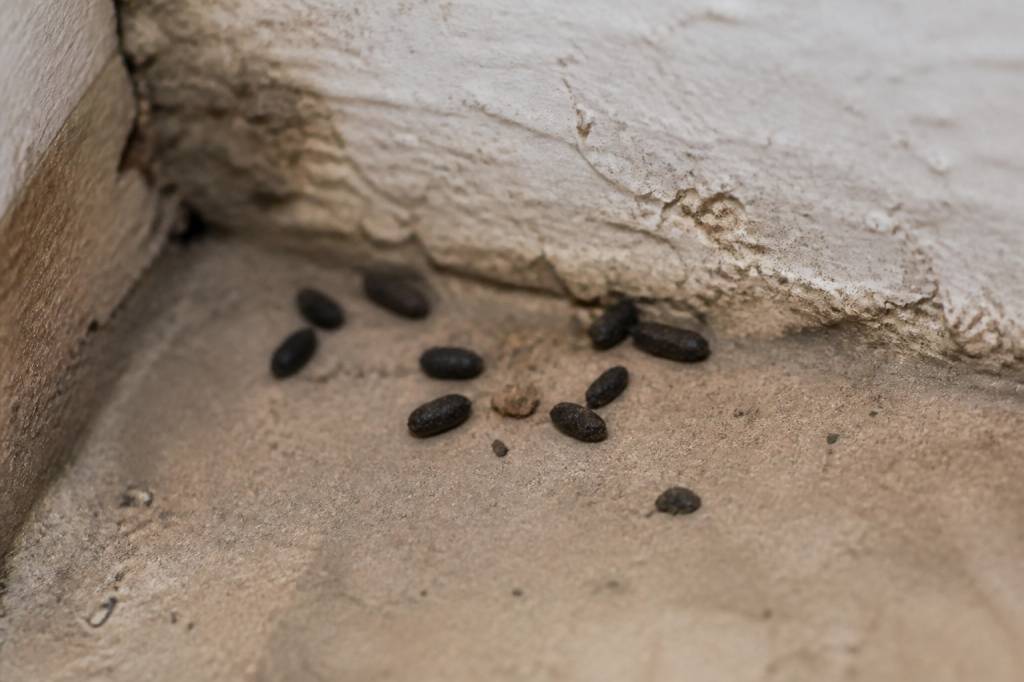 Identifier des crottes de rongeurs : comment reconnaître les signes d’une infestation