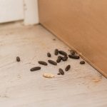 Crottes de rat : comment les identifier et agir efficacement