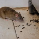 Crottes de rats danger : comment reconnaître les risques et agir rapidement