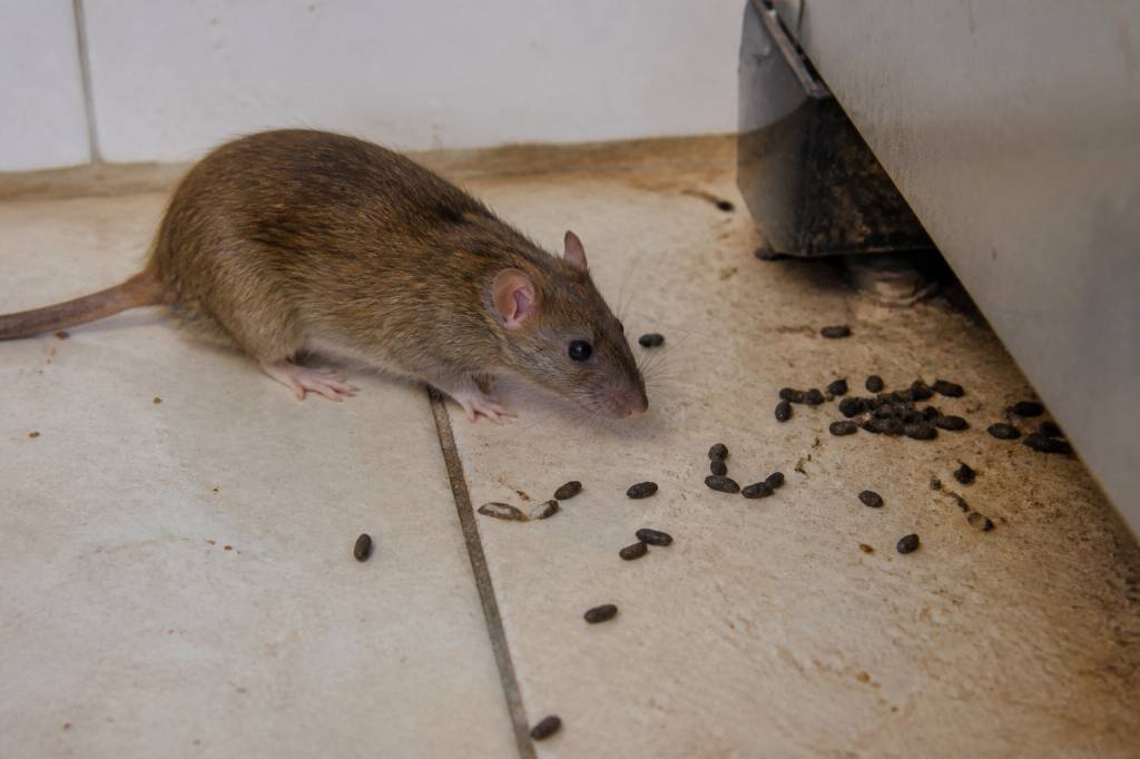 Crottes de rats danger : comment reconnaître les risques et agir rapidement