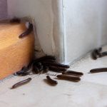 Iules maison : comment détecter et éliminer ces nuisibles efficacement