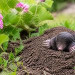 Géraniol : un répulsif naturel contre les taupes et les dégâts au jardin