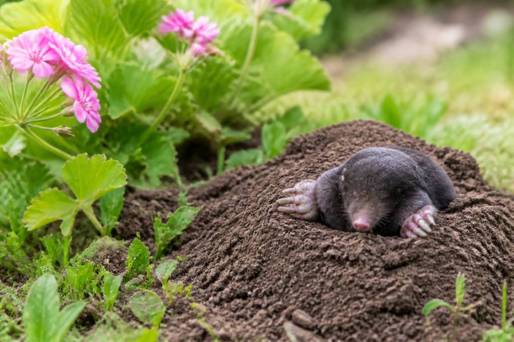 Géraniol : un répulsif naturel contre les taupes et les dégâts au jardin