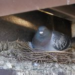 Nid de pigeon : comment le repérer et s’en débarrasser efficacement