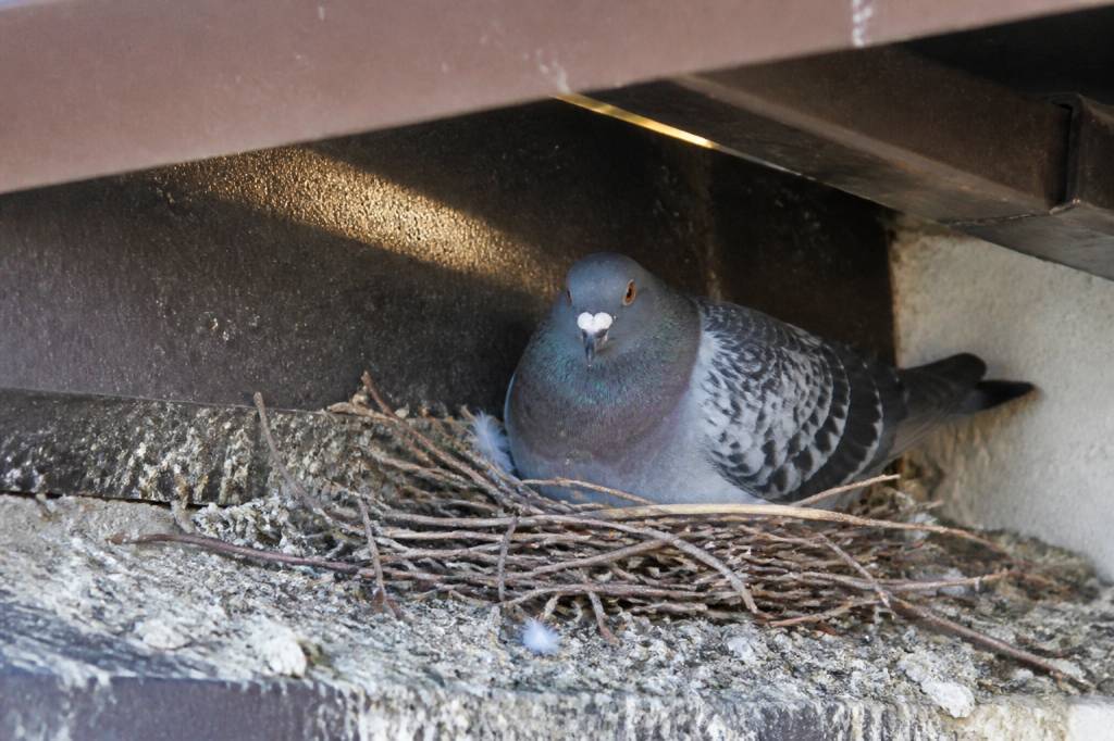 Nid de pigeon : comment le repérer et s’en débarrasser efficacement