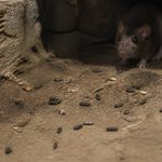 Crottes de rat danger : quels risques pour la santé et comment agir rapidement