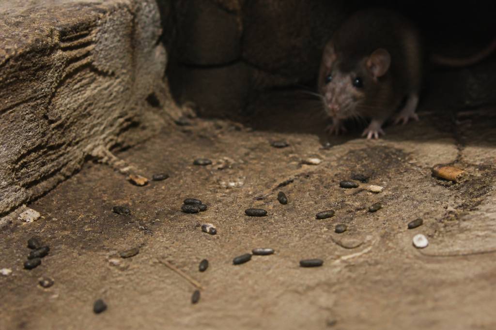 Crottes de rat danger : quels risques pour la santé et comment agir rapidement