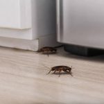 Insectes blattes : comment s’en débarrasser durablement dans le Rhône