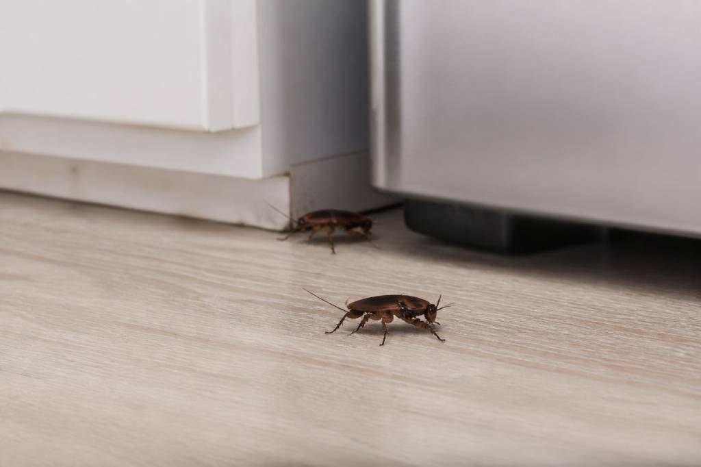 Insectes blattes : comment s’en débarrasser durablement dans le Rhône