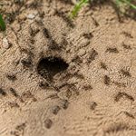Insecte fourmi : comment reconnaître et éliminer les colonies dans votre jardin