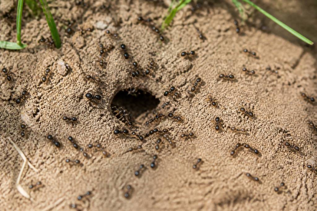 Insecte fourmi : comment reconnaître et éliminer les colonies dans votre jardin