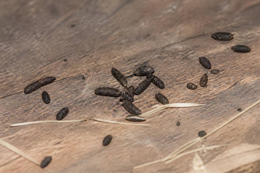 Crottes de souris photos : comment les reconnaître et les différencier