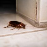 Blatte insecte : comment l’identifier et s’en débarrasser rapidement