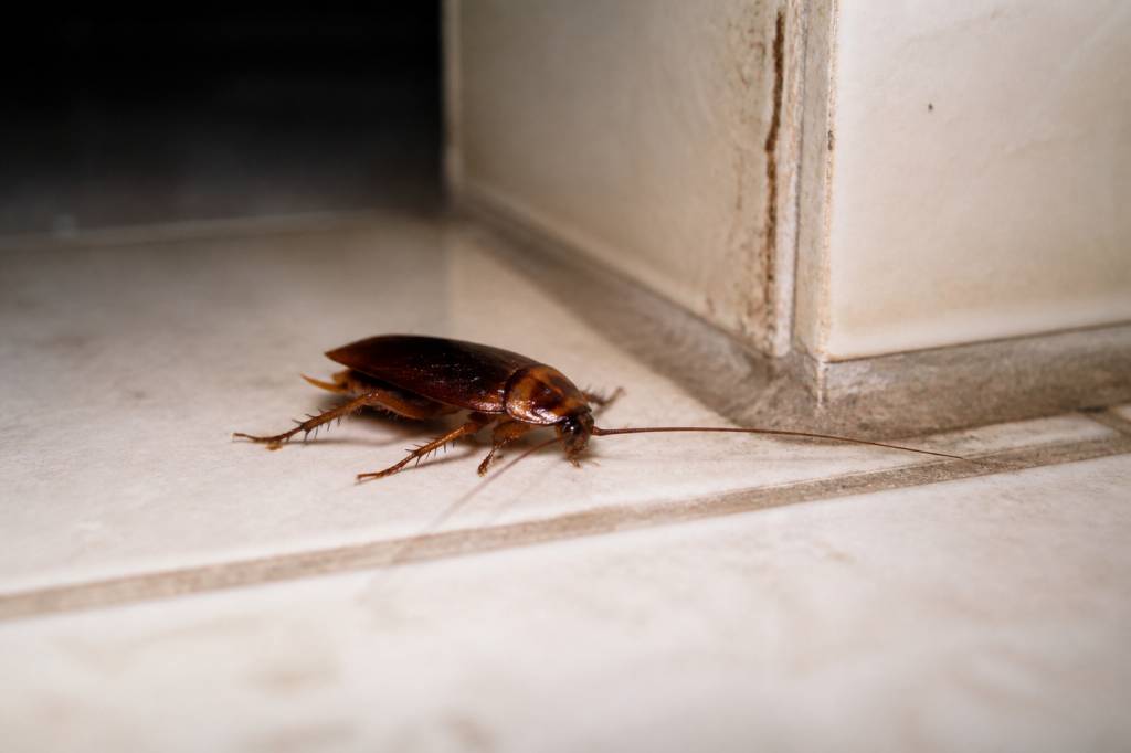 Blatte insecte : comment l’identifier et s’en débarrasser rapidement
