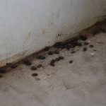 Crottes de rats : comment les reconnaître et agir rapidement contre une infestation