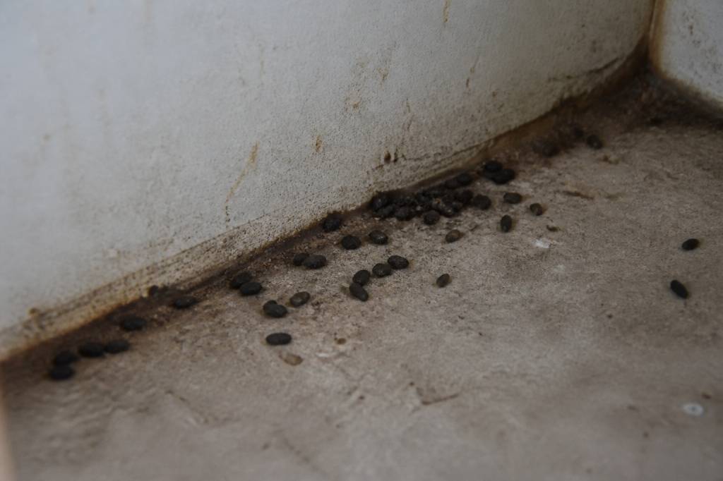 Crottes de rats : comment les reconnaître et agir rapidement contre une infestation