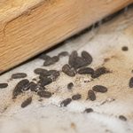 Crotte de souris ou mulot : comment les identifier et s’en débarrasser