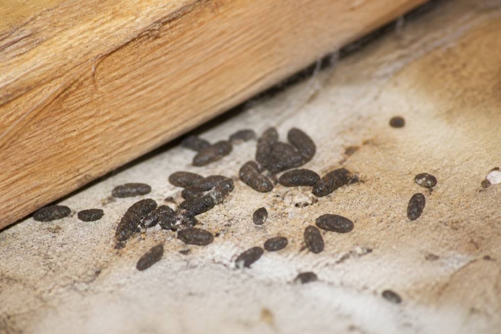 Crotte de souris ou mulot : comment les identifier et s’en débarrasser