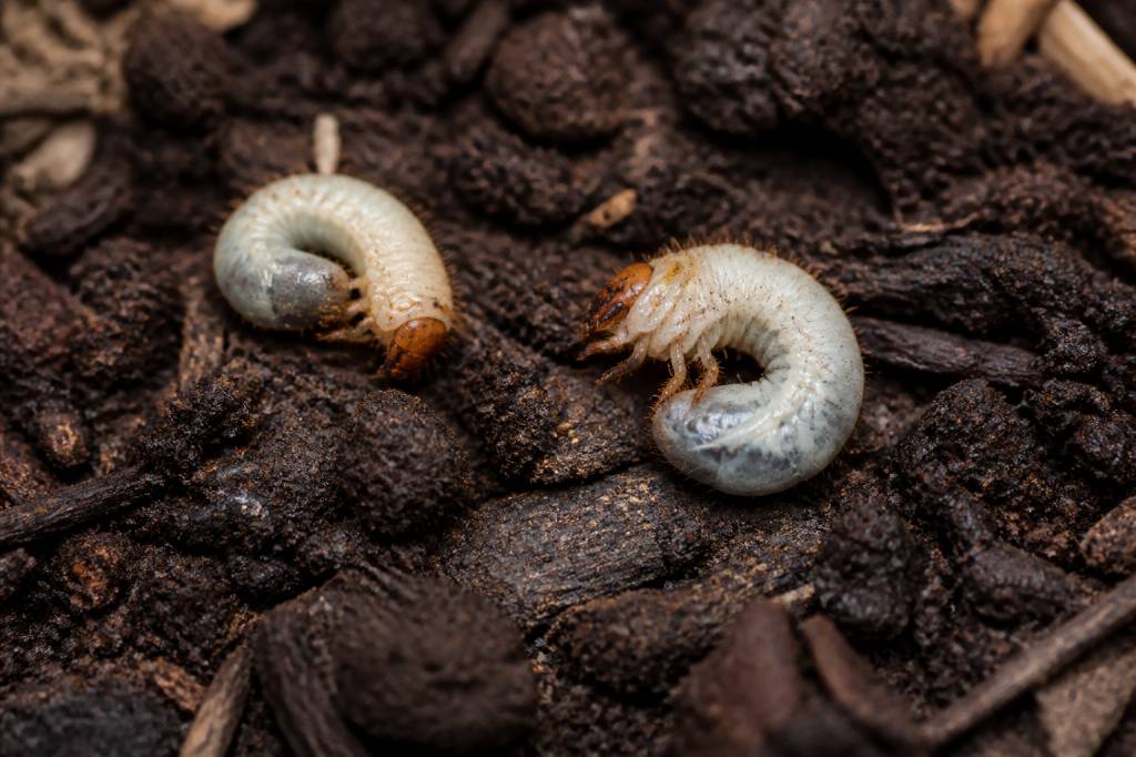 Larves de charançon : comment les identifier et protéger votre jardin de leurs dégâts