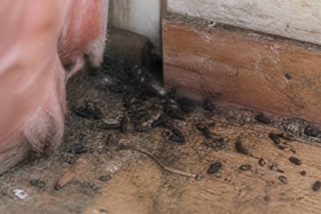 Photo crotte de souris : comment l’identifier et reconnaître une infestation de souris