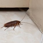 Cafard europe : identifier et éliminer efficacement ce nuisible dans votre habitation