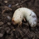 Larve de charançon : reconnaître les dégâts et comprendre leur impact sur le jardin