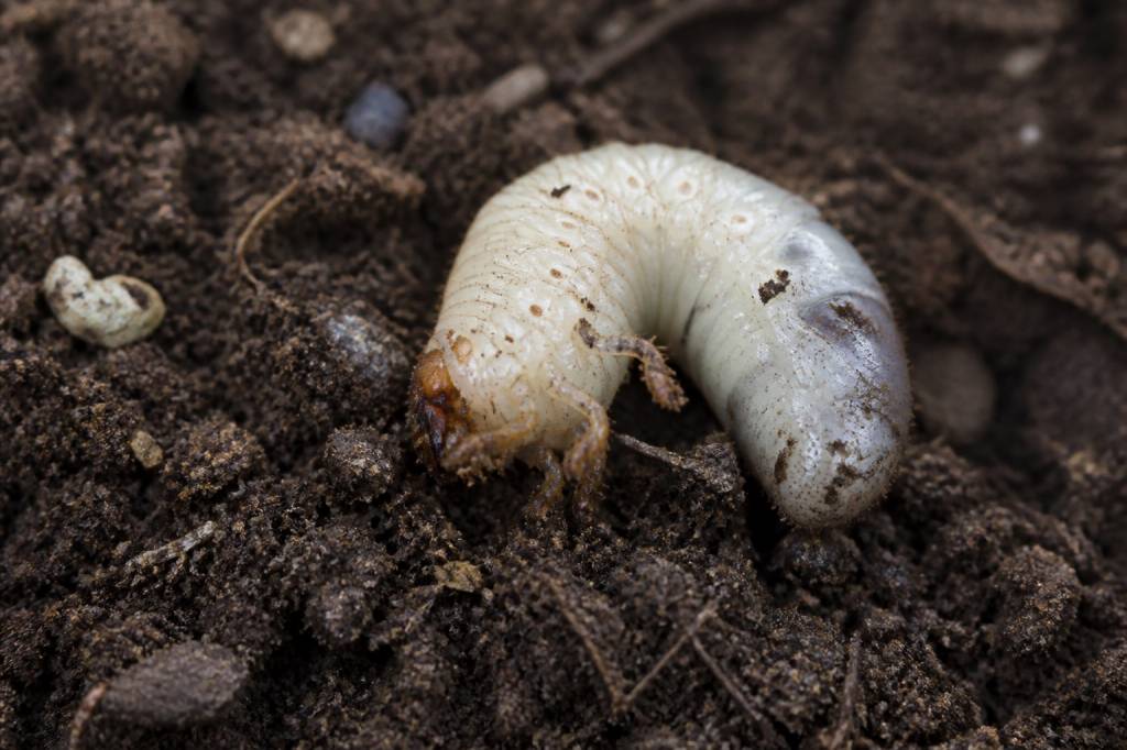 Larve de charançon : reconnaître les dégâts et comprendre leur impact sur le jardin