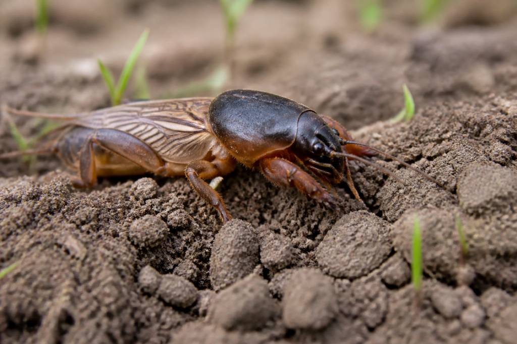 Charançon insecte : comment l’identifier et limiter les dégâts au jardin