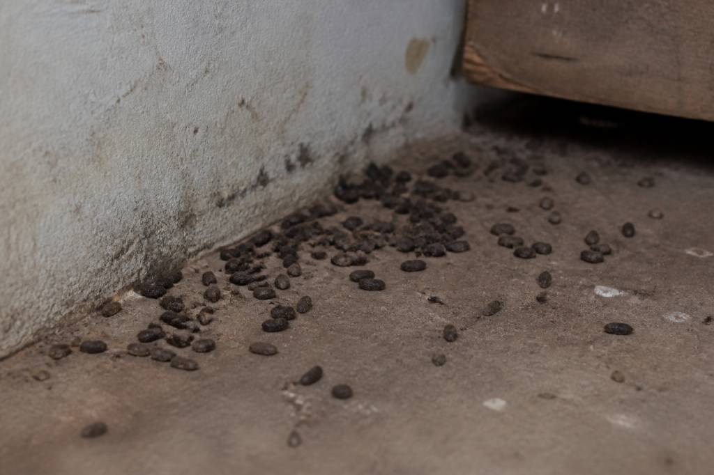Excréments de rat : comment les reconnaître et agir face à une infestation