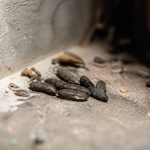 Crotte de rat photo : comment les identifier et reconnaître les signes d’infestation