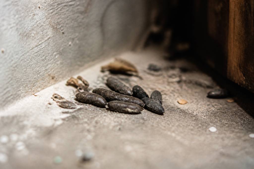 Crotte de rat photo : comment les identifier et reconnaître les signes d’infestation