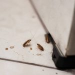 Blattes juvéniles : comment les identifier et s’en débarrasser