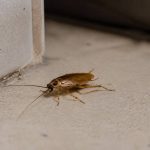Cafards jaunes : comment détecter et éliminer une infestation chez vous