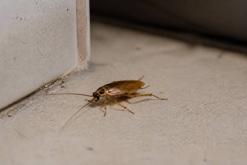 Cafards jaunes : comment détecter et éliminer une infestation chez vous