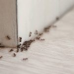 Insecte fourmis : solutions professionnelles pour s’en débarrasser durablement