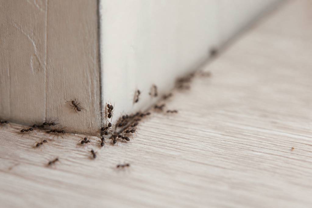 Insecte fourmis : solutions professionnelles pour s’en débarrasser durablement