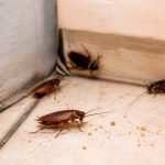 La blatte : comment s’en débarrasser efficacement